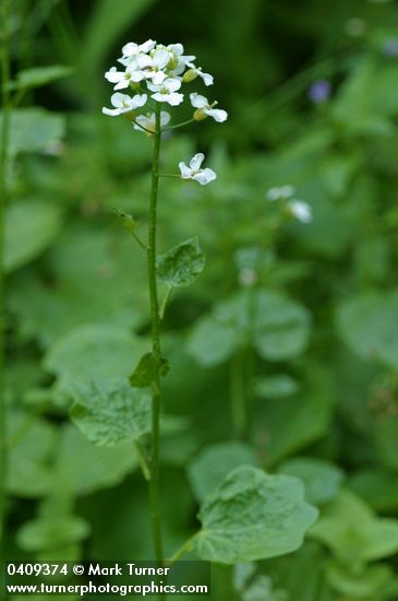 Cardamine cordifolia var. lyallii (C. lyallii)