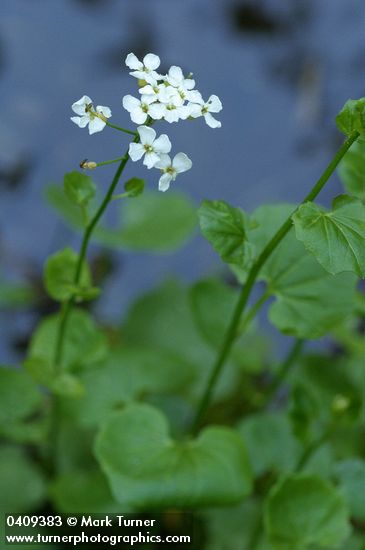 Cardamine cordifolia var. lyallii (C. lyallii)