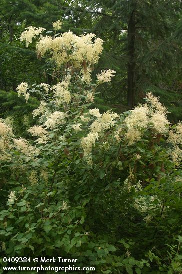Holodiscus discolor