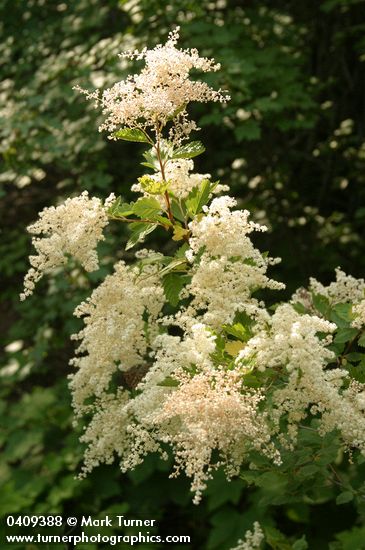 Holodiscus discolor