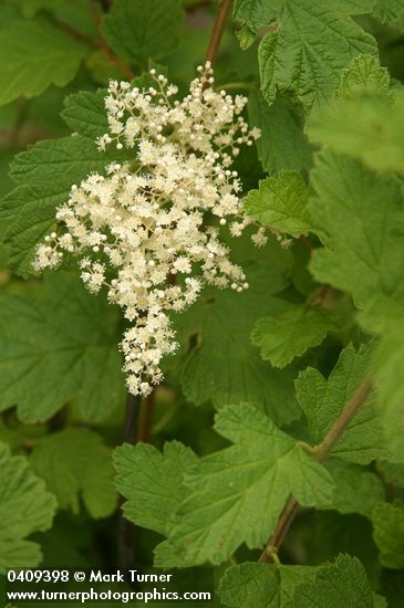 Holodiscus discolor