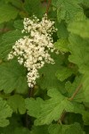 Ocean Spray blossoms & foliage detail
