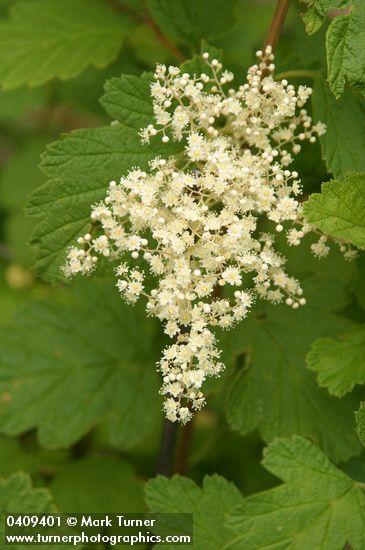 Holodiscus discolor