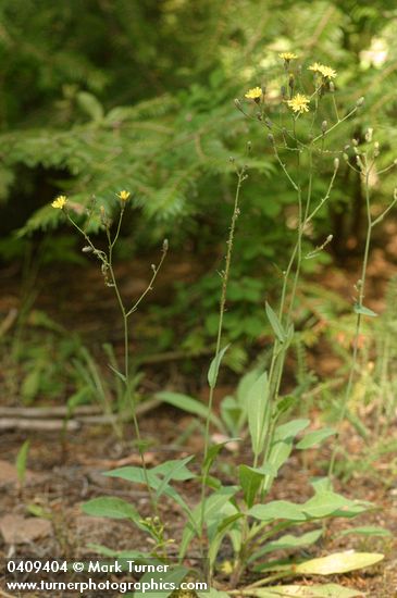 Hieracium scouleri