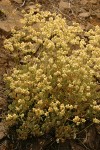 Strict Desert Buckwheat