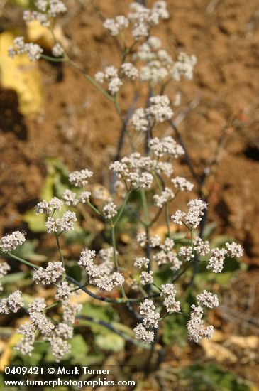 Eriogonum elatum