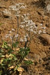 Tall Buckwheat