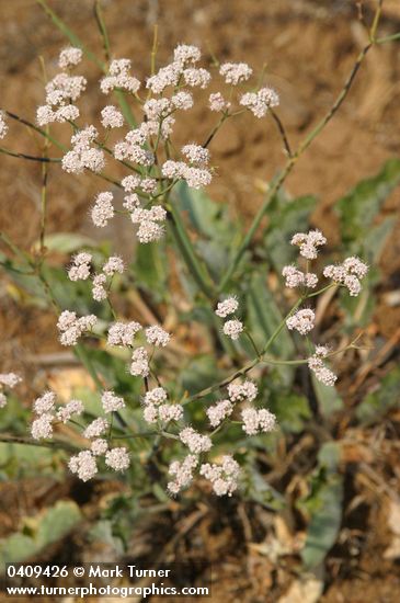 Eriogonum elatum