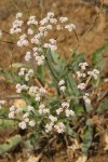 Tall Buckwheat
