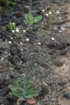 White Hawkweed