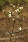 White Hawkweed blossoms