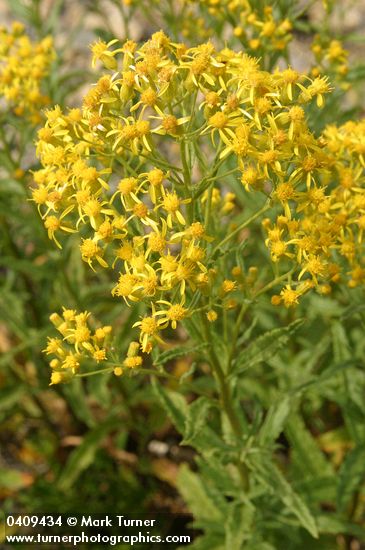 Senecio serra