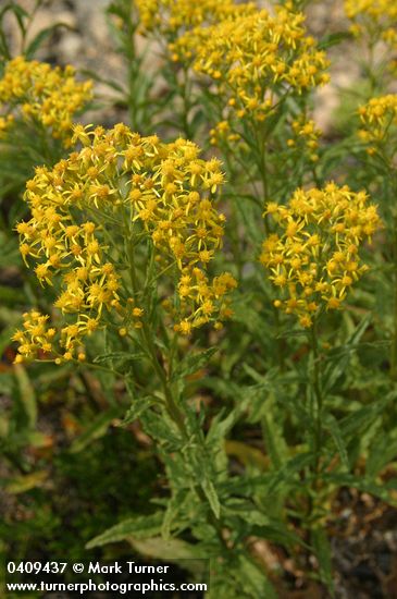 Senecio serra