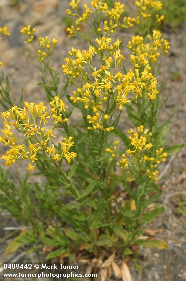 Senecio serra