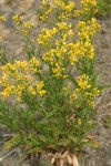 Tall Butterweed