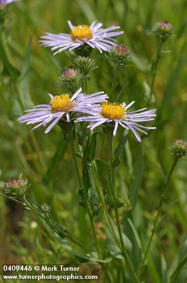 Symphyotrichum foliaceum var. apricum (Aster foliaceus var. apricus)