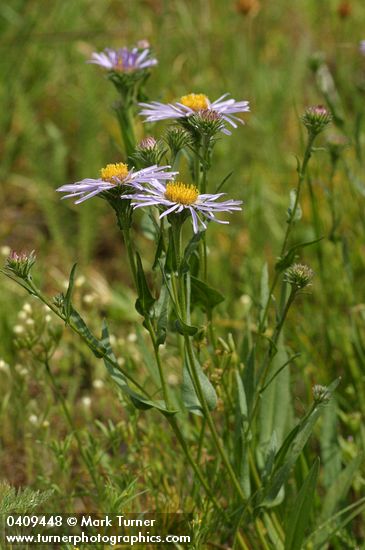 Symphyotrichum foliaceum var. apricum (Aster foliaceus var. apricus)