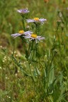Leafy Aster