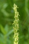 Slender Bog Orchid blossoms