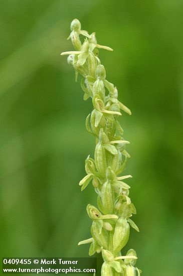 Platanthera stricta (Habenaria saccata)