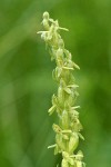 Slender Bog Orchid blossoms