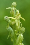 Slender Bog Orchid blossoms detail