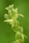 Slender Bog Orchid blossoms detail