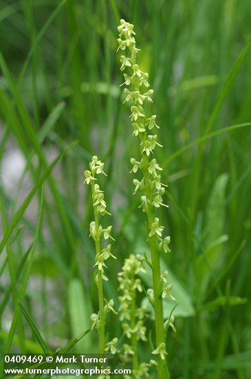 Platanthera stricta (Habenaria saccata)