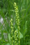 Slender Bog Orchids