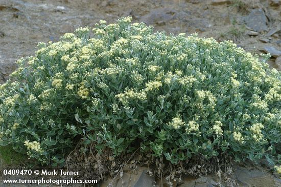 Luina hypoleuca