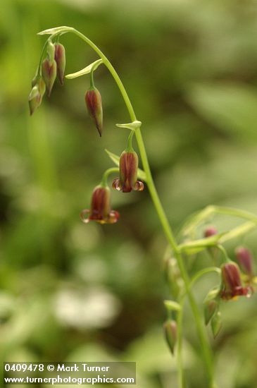 Stenanthium occidentale