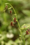 Bronze Bells blossoms