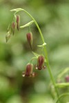 Bronze Bells blossoms