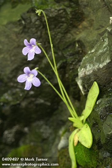 Pinguicula vulgaris