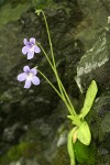 Common Butterwort