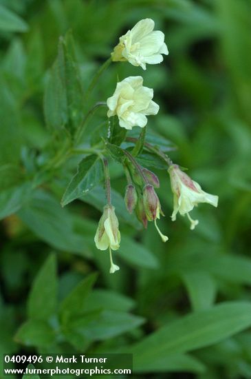 Epilobium luteum