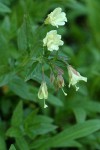 Yellow Fireweed blossoms & foliage detail