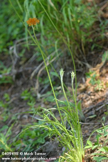 Agoseris aurantiaca