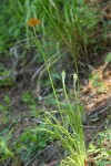 Orange Agoseris