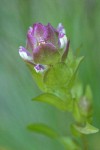 Mountain Owl Clover bracts & blossoms detail