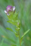 Mountain Owl Clover