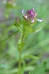 Mountain Owl Clover