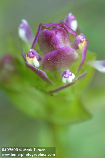 Orthocarpus imbricatus