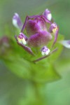 Mountain Owl Clover bracts & blossoms detail