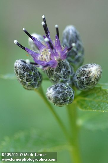 Saussurea americana