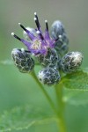 American Sawwort buds & blossom detail