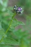 American Sawwort blossom & foliage