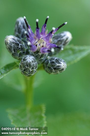 Saussurea americana