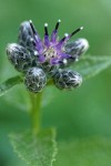 American Sawwort blossom & buds detail