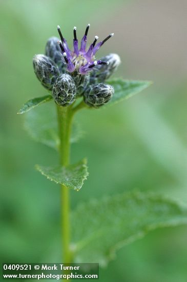 Saussurea americana